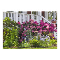 Spectacular spring bloom, whimsical antique