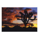 Spectacular Sunrise at Joshua Tree National photoenlargement