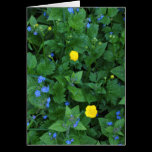 Speedwell and Buttercups cards