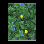 Speedwell and Buttercups postcards