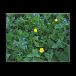 Speedwell and Buttercups postcards
