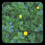 Speedwell and Buttercups stickers