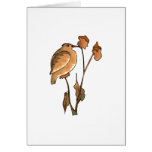 Speema Sparrow Greeting Cards