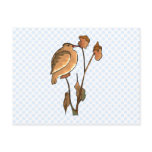 Speema Sparrow Post Cards