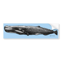 Sperm Whale Bumper Sticker bumper stickers by dolfinguy Sperm Whale Bumper Sticker bumper stickers