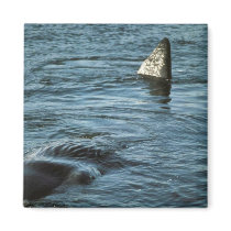 Sperm Whale Magnet
