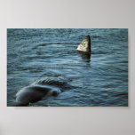 Sperm Whale Print