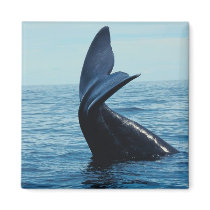 Sperm Whale Tail magnets