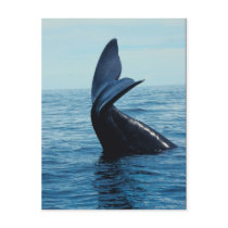 Sperm Whale Tail Post Cards
