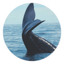 Sperm Whale Tail stickers