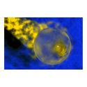 Sphere of Wisdom posters