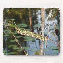 Sphinx Moth Caterpillar on Ludwigia Mouse Pad