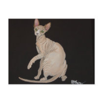 Sphynx Cat Postcard
