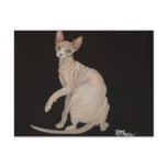 Sphynx Cat Postcard