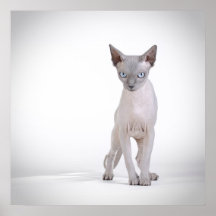 Sphynx cat posters