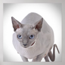 Sphynx cat posters