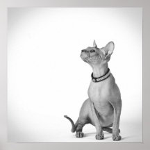 Sphynx cat print