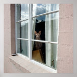 Sphynx in the Window Poster