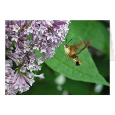 sphynx moth greeting cards by Smudgepie