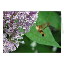 sphynx moth cards by Smudgepie sphynx moth cards