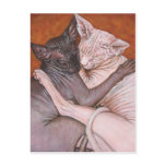 Sphynx Sphinx Cat Cats Nap Time Postcard