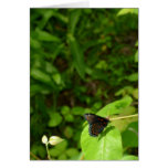 Spicebush Butterfly Cards