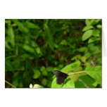 Spicebush Butterfly Cards