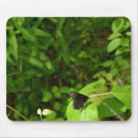 Spicebush Butterfly Mouse Pads