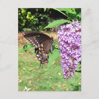 Spicebush butterfly ~ postcard postcard