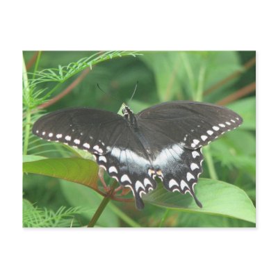 Spicebush Postcard by naturegirl7