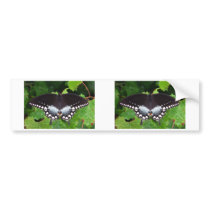 Spicebush Swallowtail 06/13 Bumper Stickers