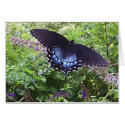 Spicebush Swallowtail Butterfly cards