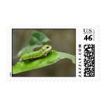 Spicebush Swallowtail butterfly larva Stamp
