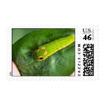 Spicebush Swallowtail butterfly larva Stamps