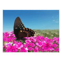 Spicebush Swallowtail Butterfly Photographic Print