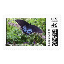 Spicebush Swallowtail Butterfly postage