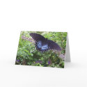 Spicebush Swallowtail cards
