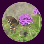 Spicebush Swallowtail on Verbena stickers