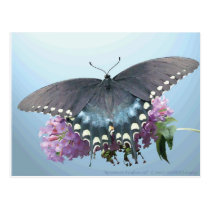 Spicebush Swallowtail Photo Postcard postcards