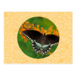 Spicebush Swallowtail Post Cards