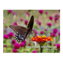 Spicebush Swallowtail Postcard
