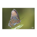 Spicebush Swallowtail posters