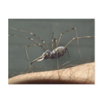 Spidephant postcard by Junglegeorge Spidephant postcard