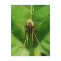 Spider 2 Postcard by BriansPhotos Spider 2 Postcard
