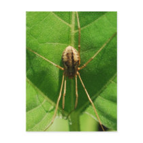 Spider 2 Postcard