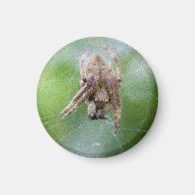 Spider #3 refrigerator magnet