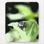Spider #4 Spider #4