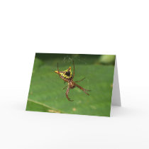 Spider 7349 cards