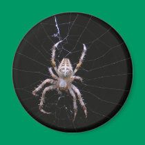 Spider 98 ~ mag magnets