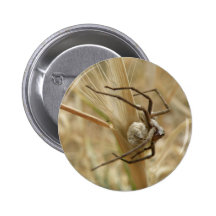 Spider and Egg Sac Button